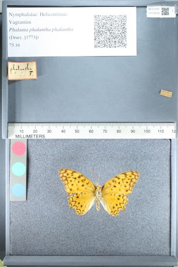 Media type: image;   Entomology 159028